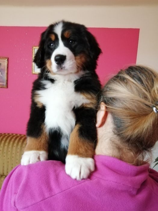 Berneński pies pasterski