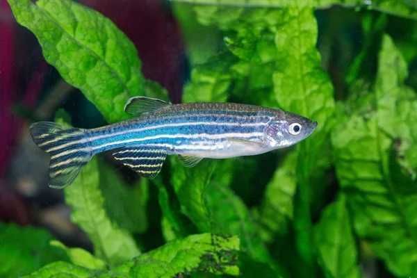 Brachydanio rerio - Danio Zebra