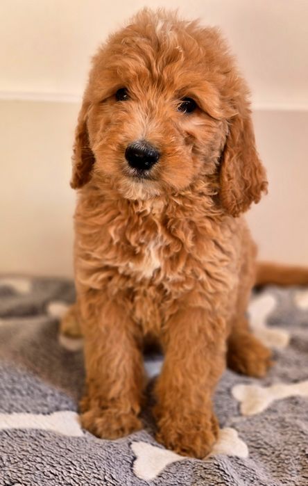 Piesek goldendoodle