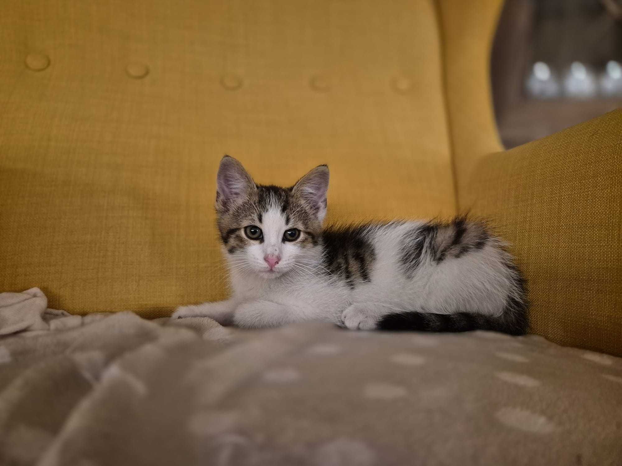Słodka  kotka do adopcji