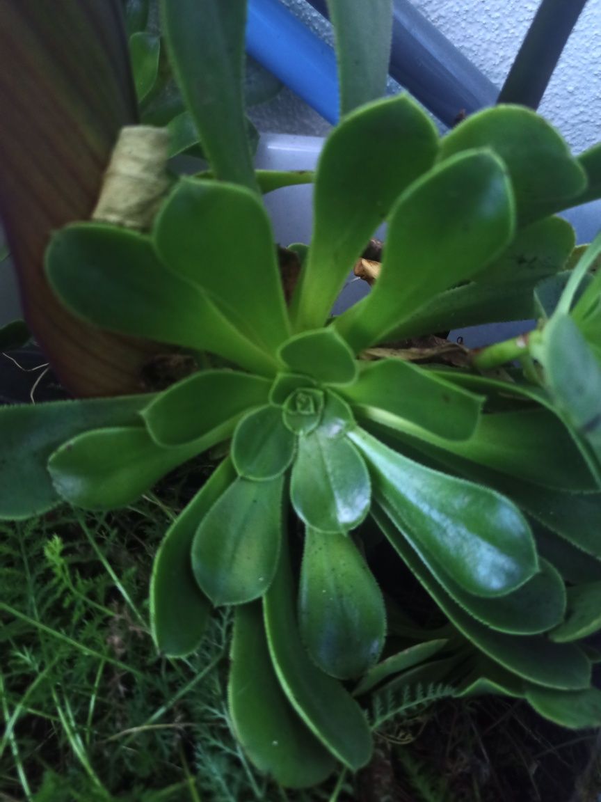 Conjunto de 3 plantas