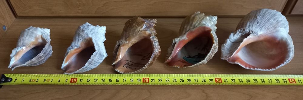 Мушлі ракушки кримські 5 штук