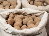 Продам картоплю велика можна під насіння по 5 грн.
