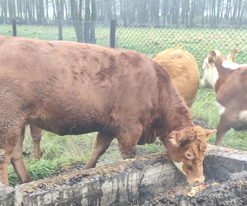 Jałówki cielne, mięsne hereford limousine angus