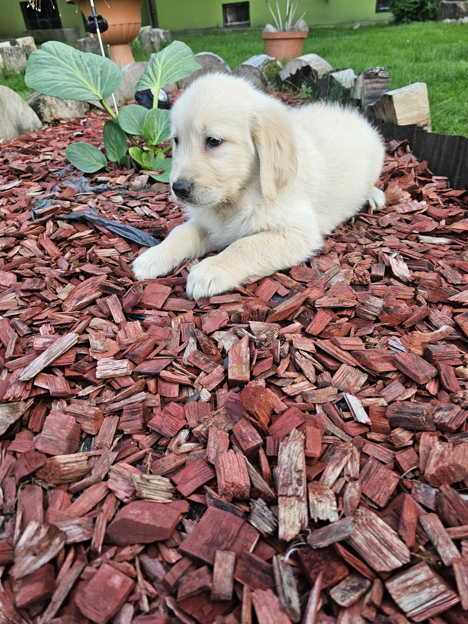 Golden Retriever szczeniak