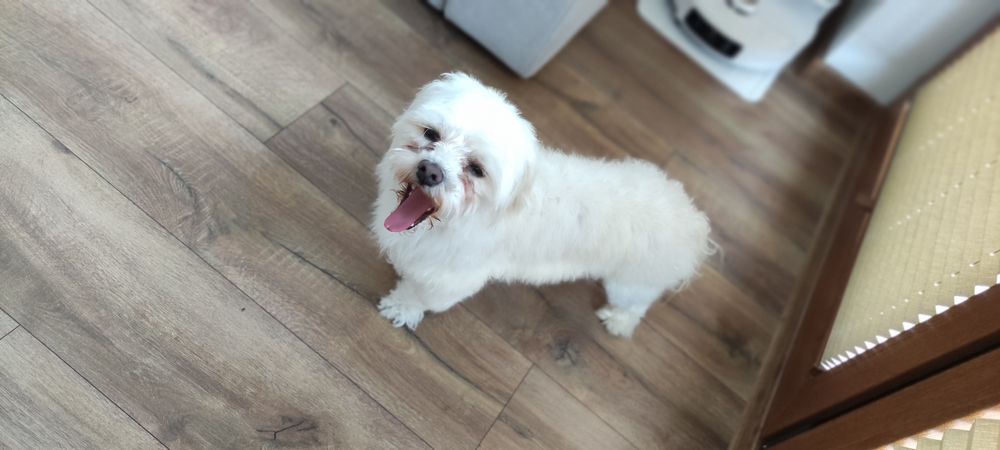 Sprzedam pieska melatanczyka