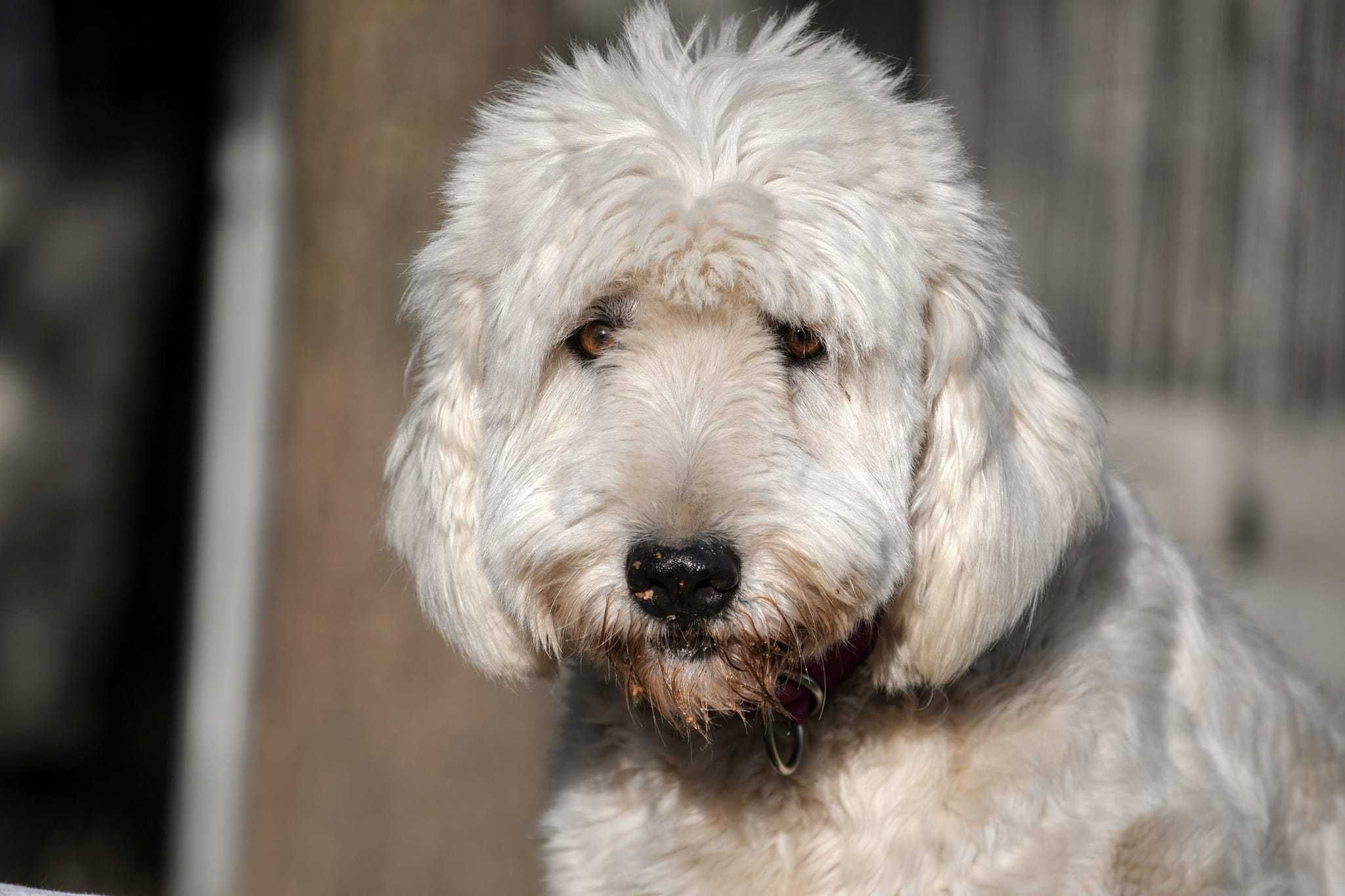 Jurek i Bella ok.5 let psiaki w typie rasy jużak  do adopcji TOZ-Łódź