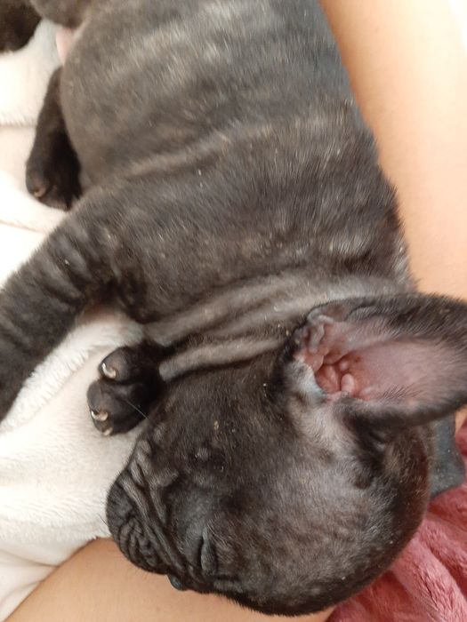 Buldog Francês brindle