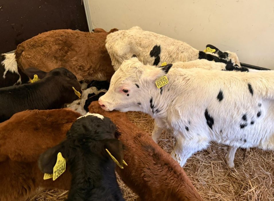 Sprzedam byczki i jałoszki polskie