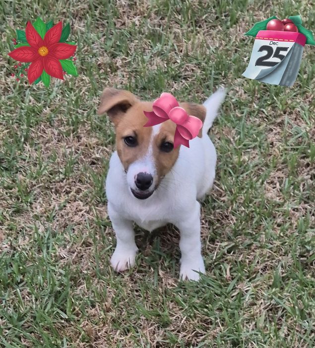 Jack Russell Terrier com Pedigree e Afixo