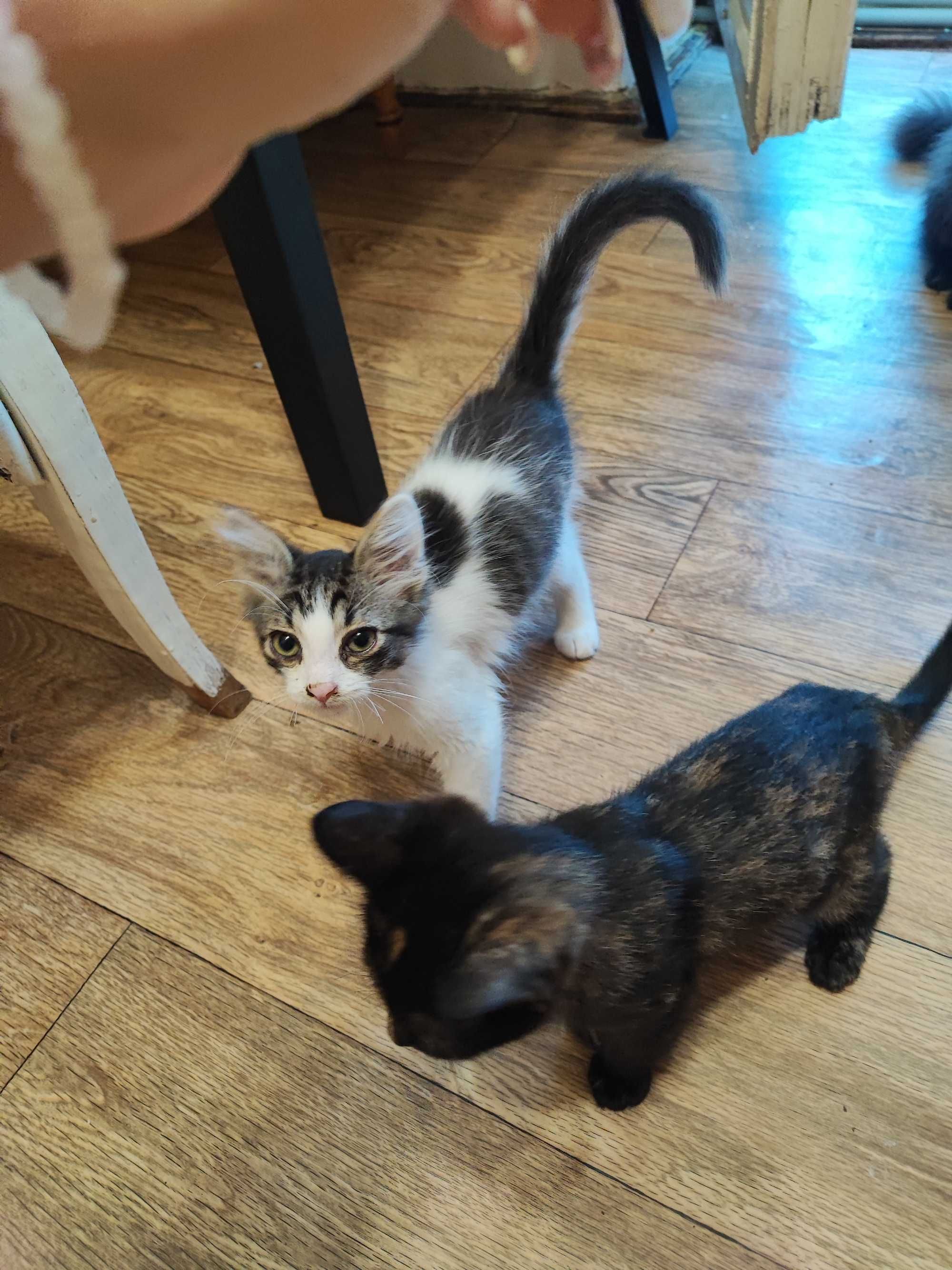 Котики безкоштовно