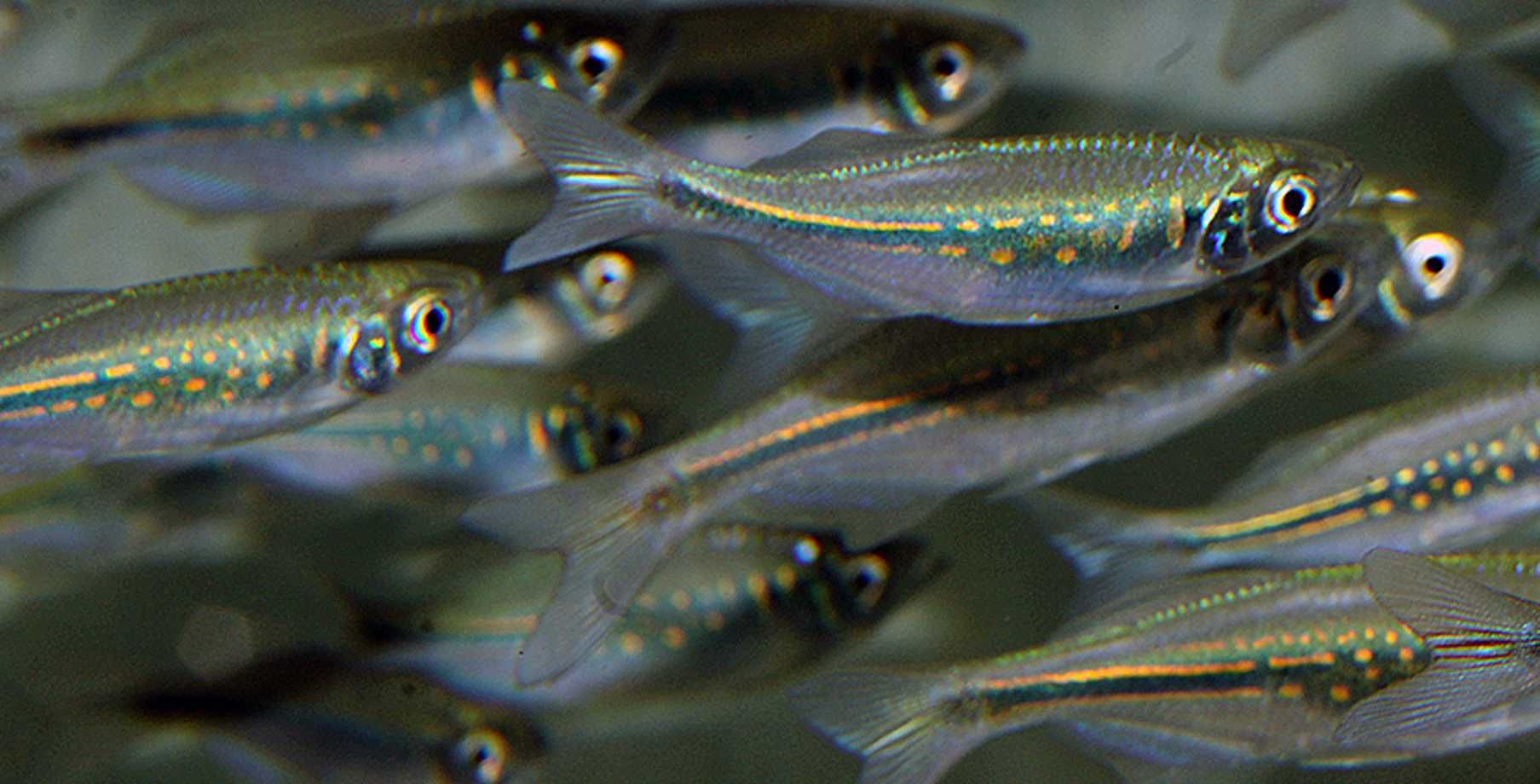 Danio malabarski - Devario malabaricus - Malabarskie - dowóz, wysyłka