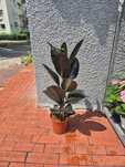 Fikus Ficus Elastica sprężysty abidjan 97cm