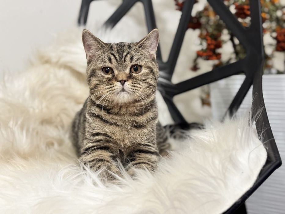 Kocięta Szkockie. Kocurek Tygrysi.  Rodowód