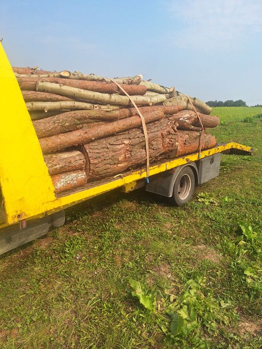 Sosna opałowa sucha i świeża