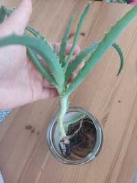 Aloes - sadzonki