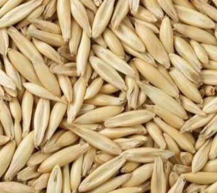 Owies jary zbiór 2025