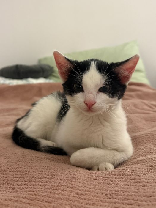 Młoda kotka szuka nowego domu