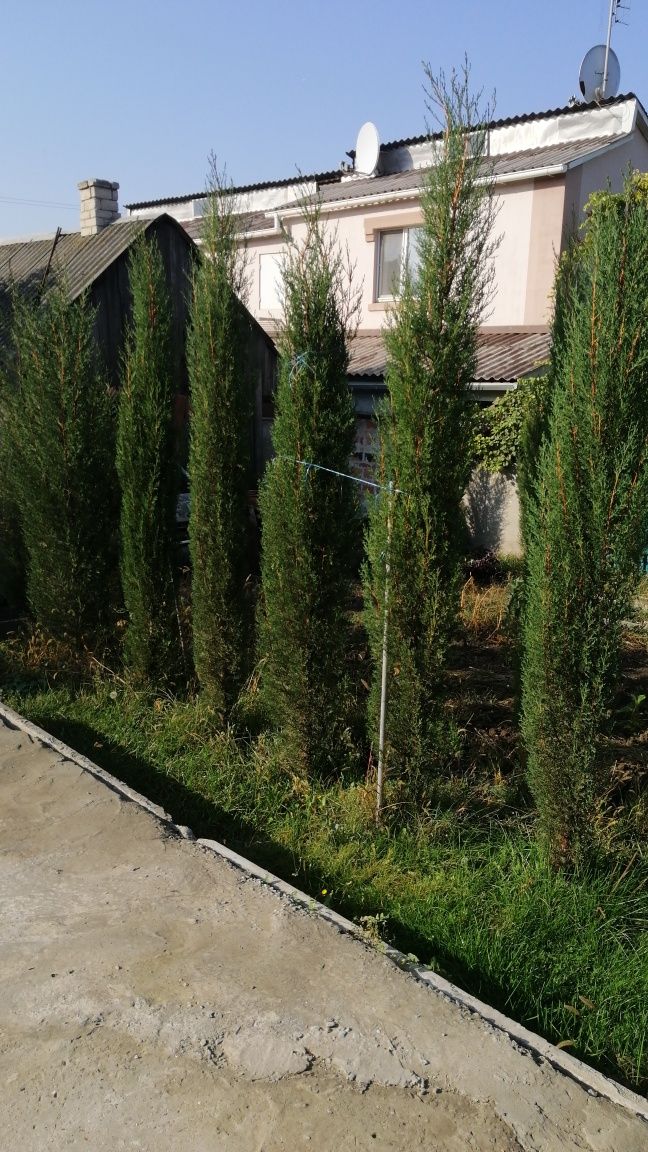 Кипарис вечнозеленый 'Стрикта' Cupressus sempervirens 'Stricta'