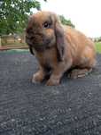 Królik mini lop miniaturka