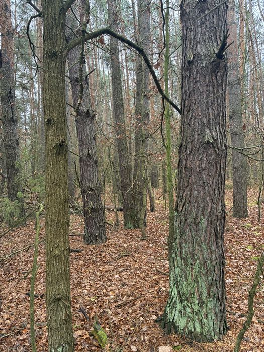 Działka leśna , las o powierzchni 0,66 ha