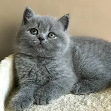 Плюшевый котенок