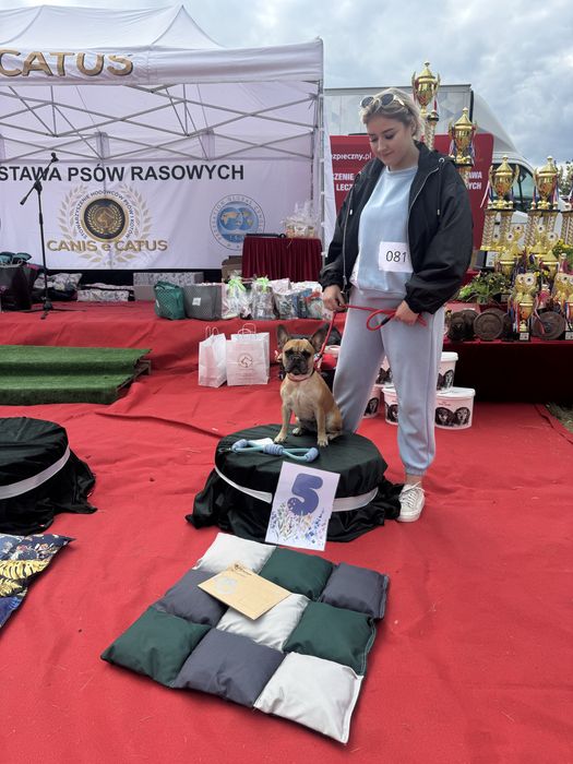 Buldog francuski suczka do rezerwacji