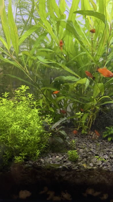 Меченосці чорнохвості молоді