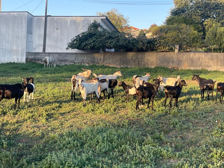 Cabras novas muito boas
