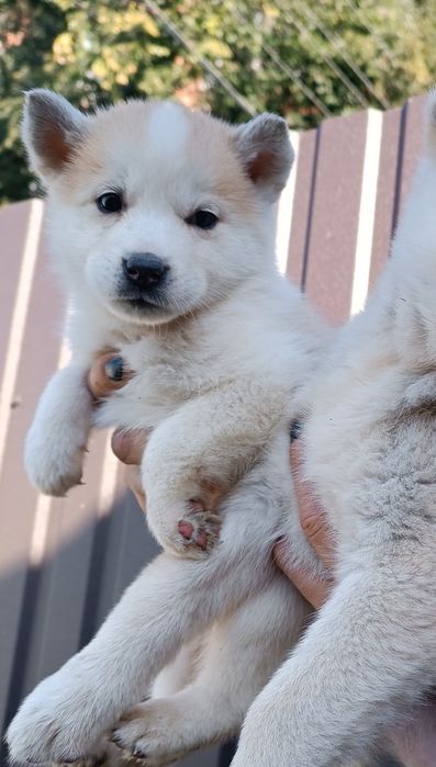 Гарнюнькі чистокровні