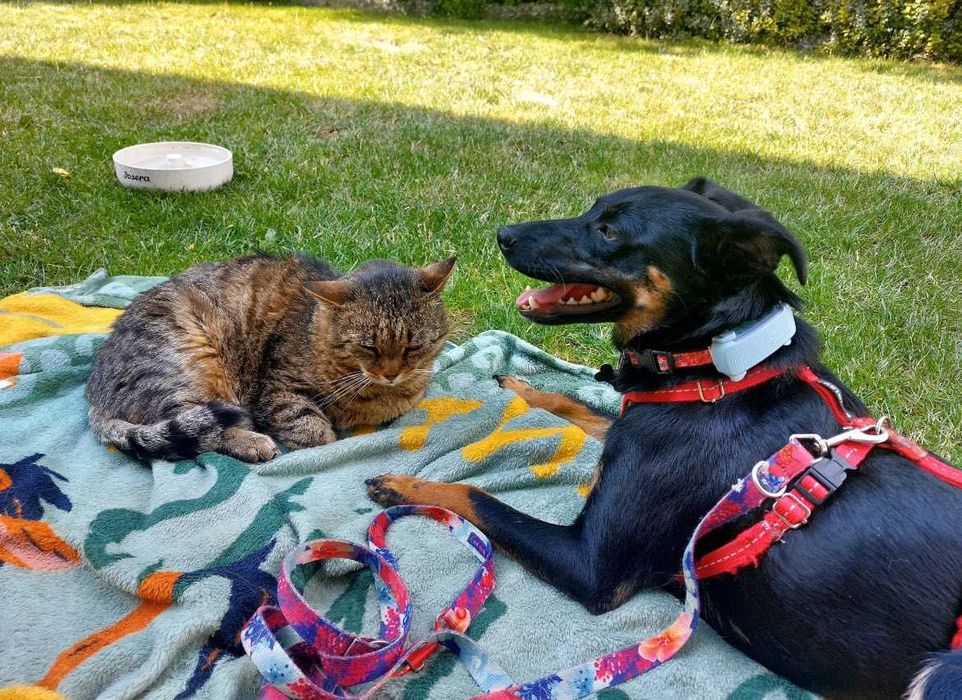 Super pies do adopcji - Tami!