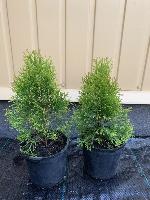 Сосна банкса,ялина голуба,ялиця бальзамічна,туя,хвойні рослини