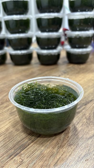 Musgo de java. Troco