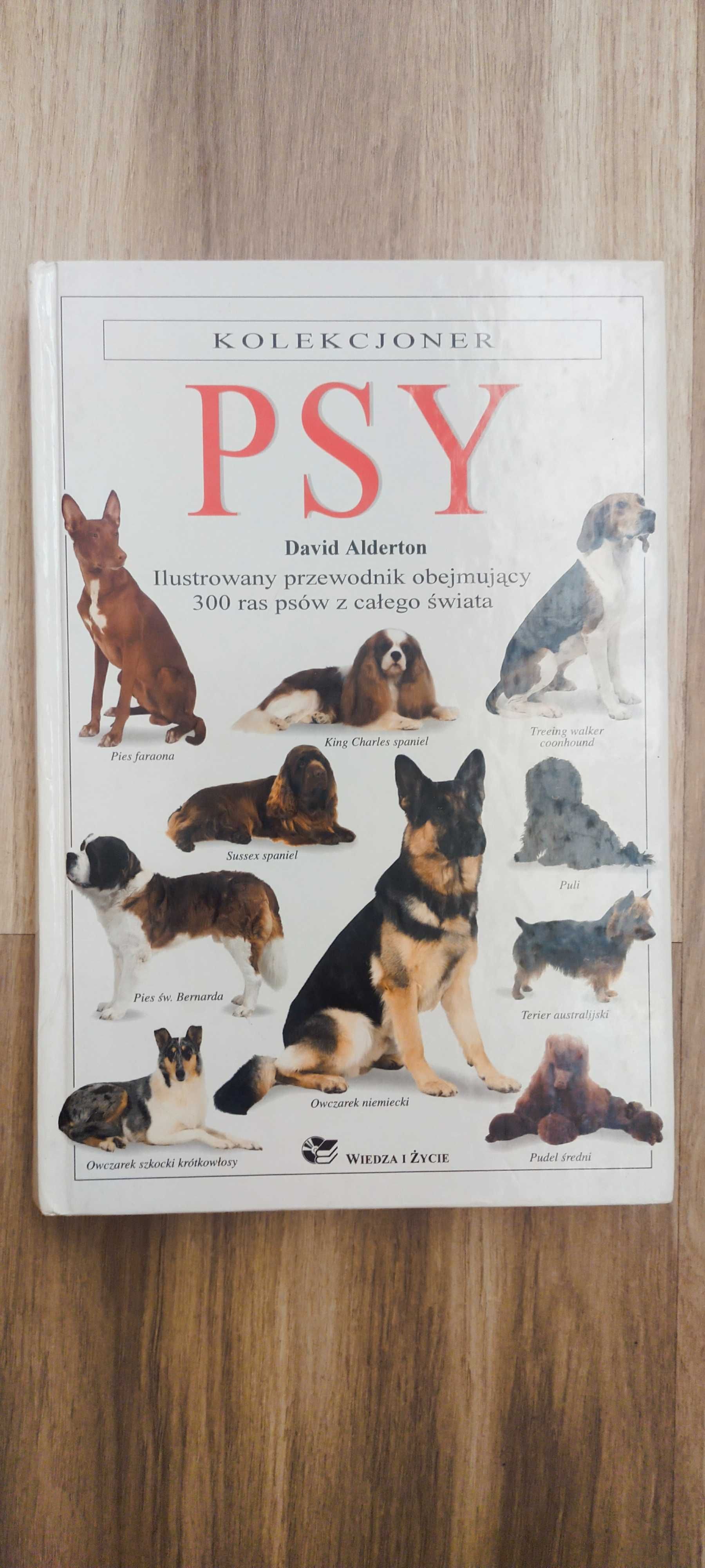 Psy - David Alderton
