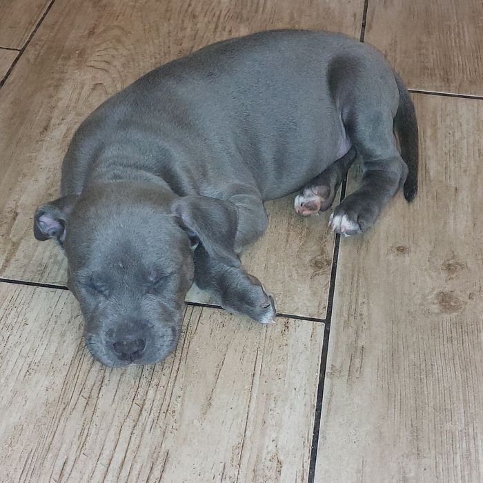 American staffordshire terier Amstaff Blue