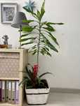 Plantas e vaso em madeira