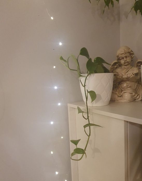 Epipremnum złociste pnącze