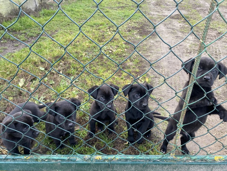 Szczeniaki do oddania