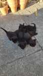 Gatos pretos para adoção - PORTO