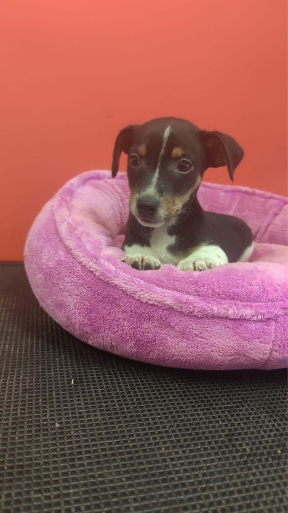 Jack Russell Terrier piesek numer 2