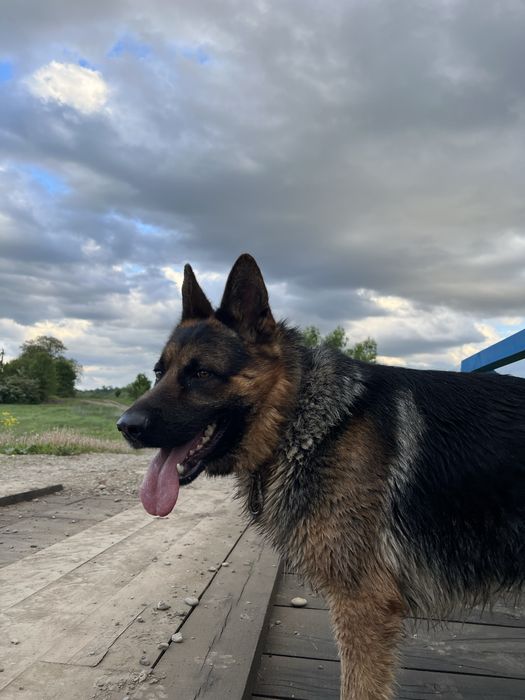 Німецьку вівчарка для вязки