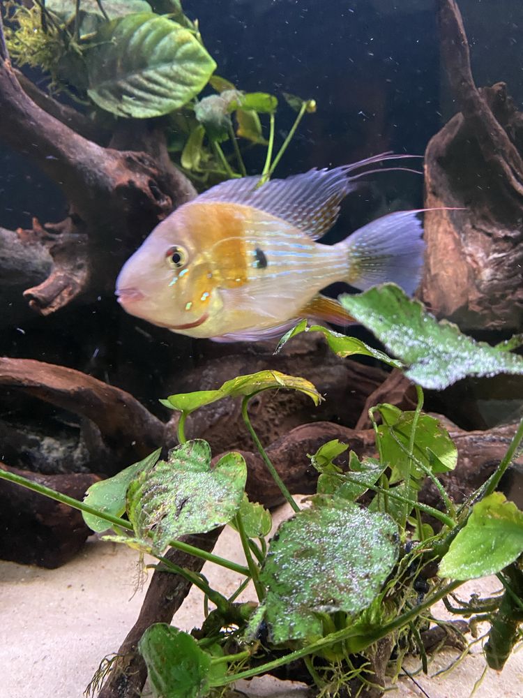 Acarichthys heckelii ( ziemiojad) 5 szt