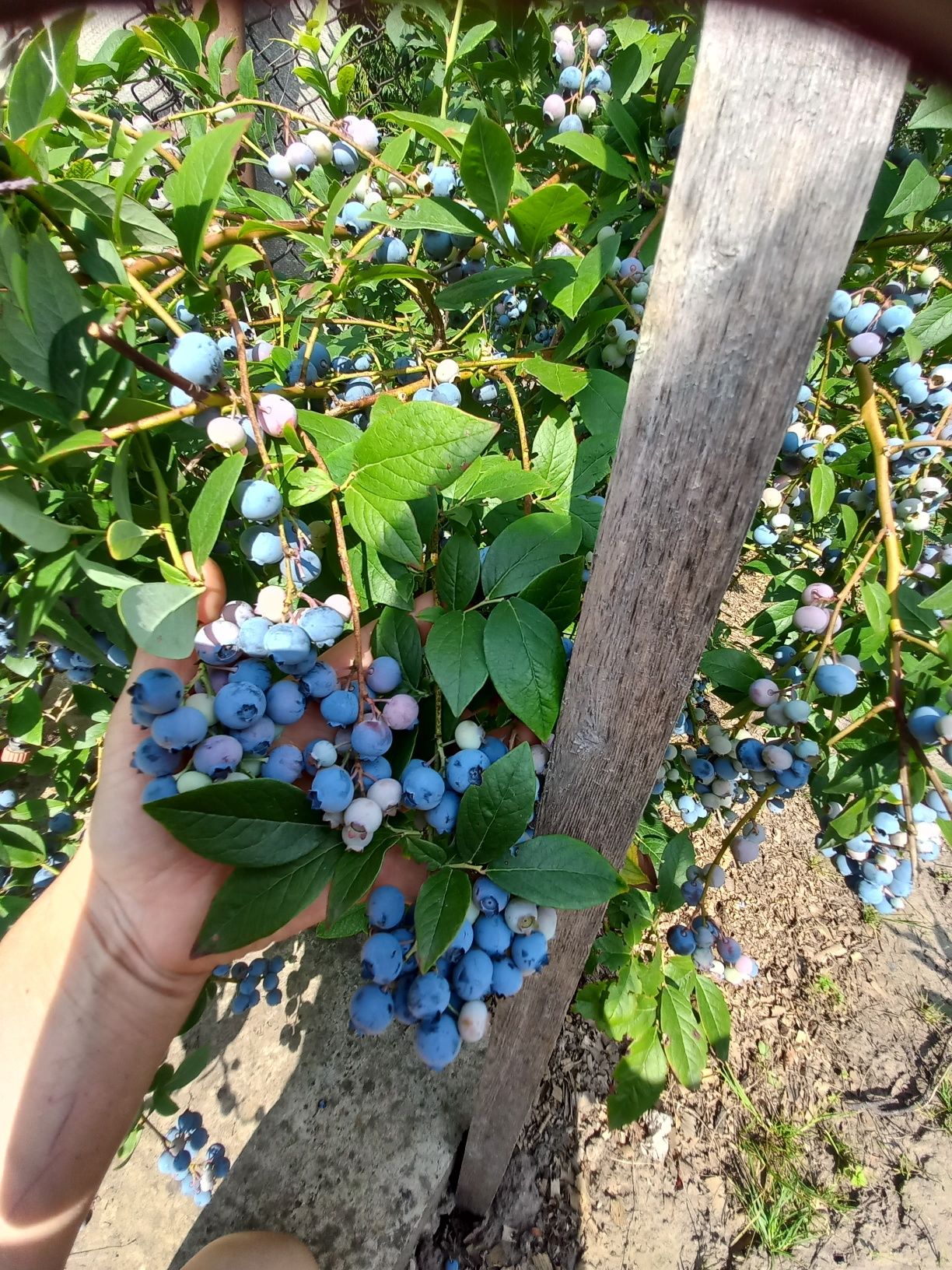 Саджанці лохини сорт Дюк Дворічна.