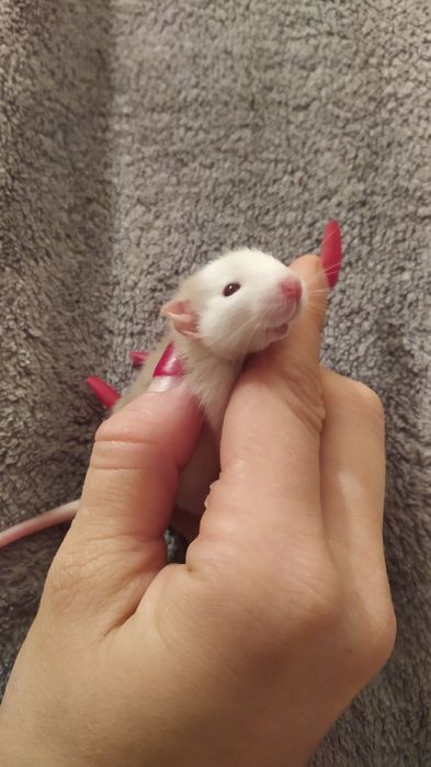 Хлопчики та дівчатка дамбіки