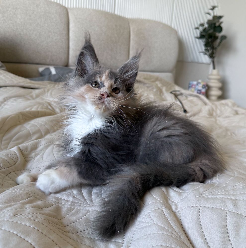 Śliczna koteczka Maine Coon