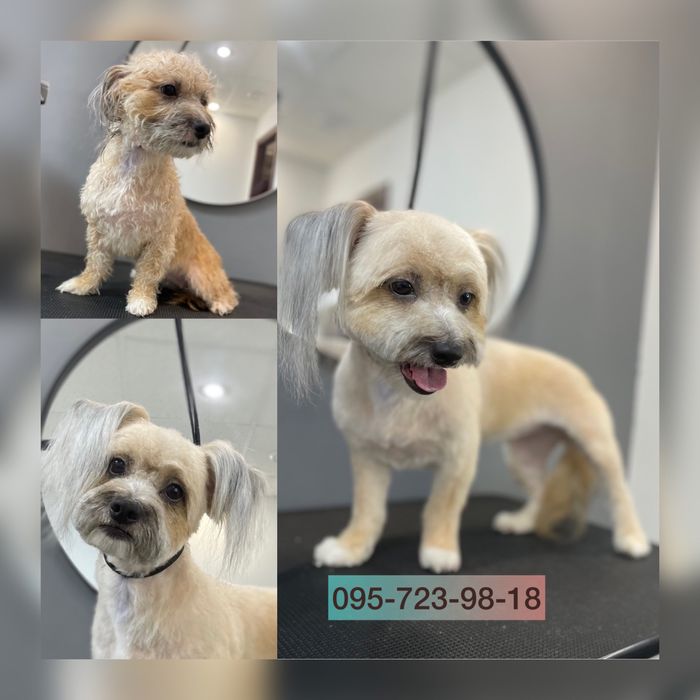 Стрижка, грумінг, грумер КОТІВ, Київ, всі райони