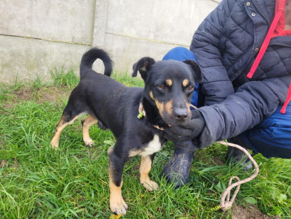 Młody Gucio szuka domku!