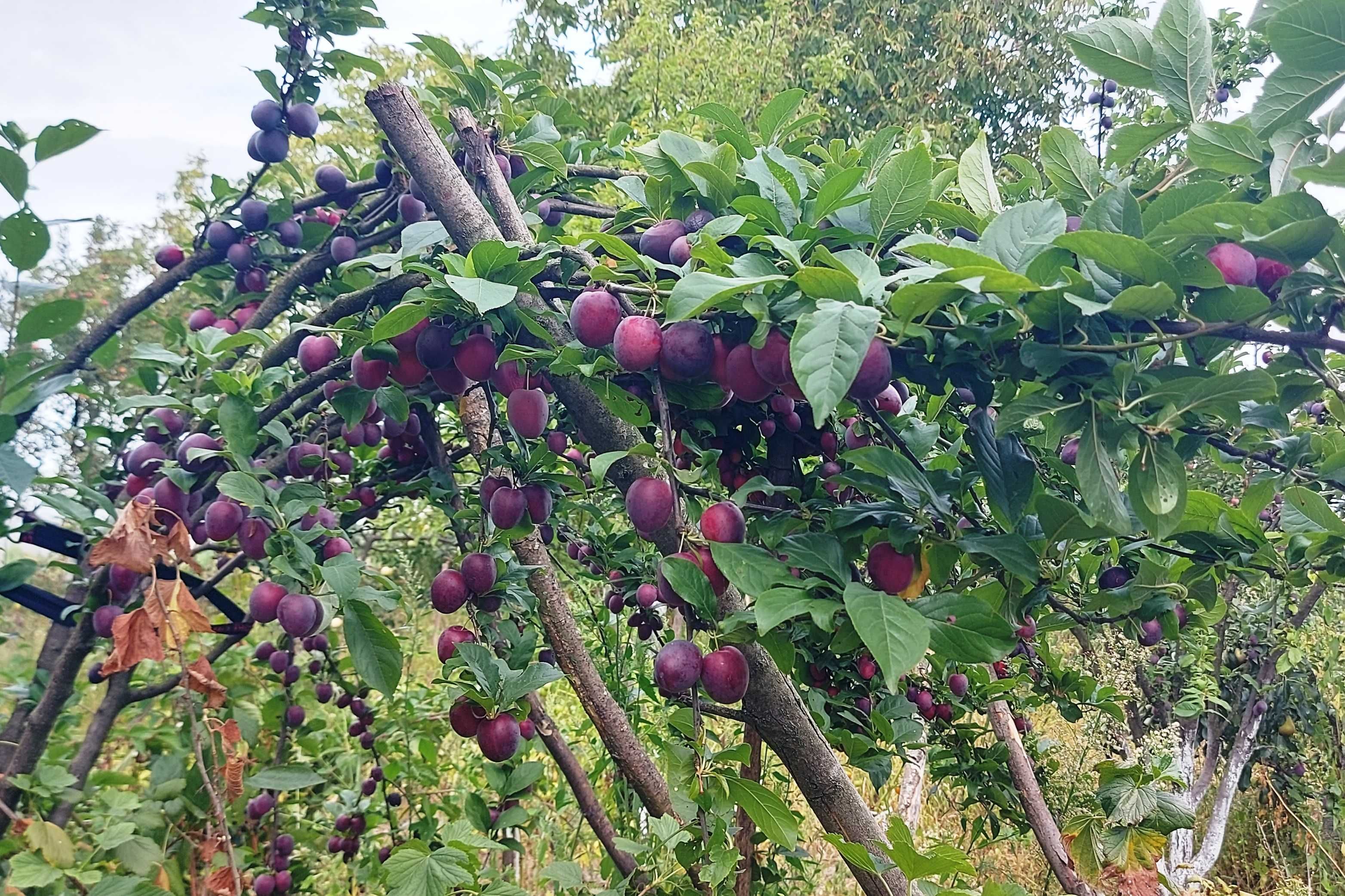 Продам будинок з великою ділянкою в 10 км від Вінниці