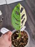 Roślina doniczkowa monstera adasonii variegata