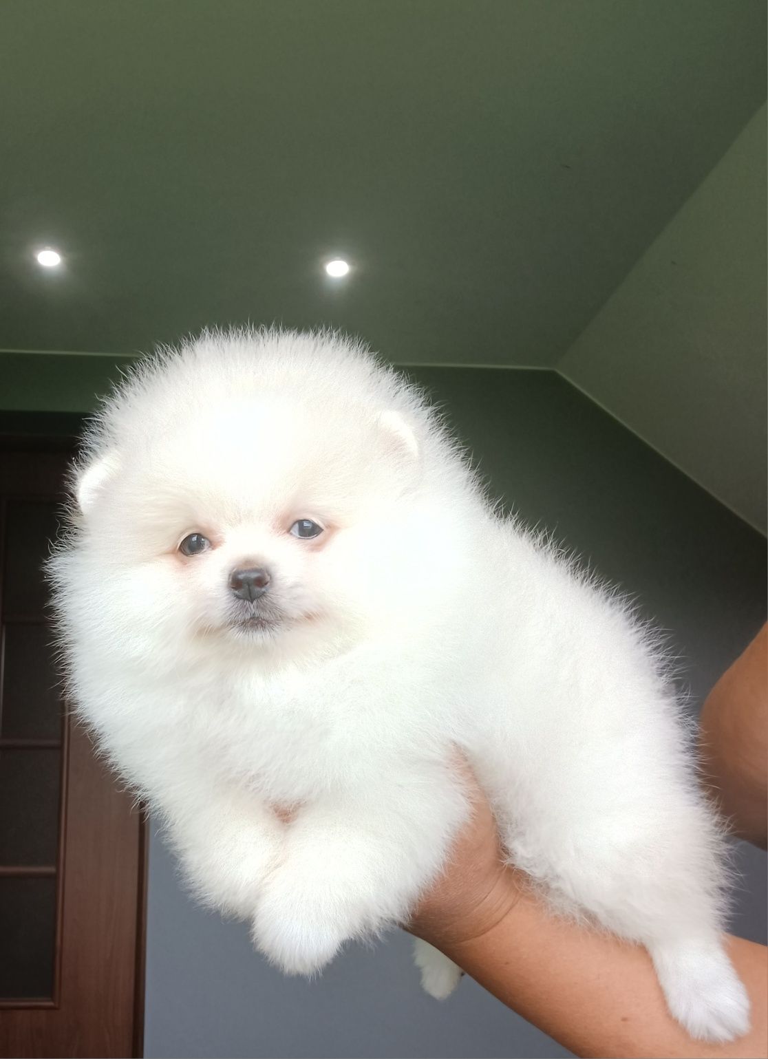 *Pomeranian Mini typ misia Piesek DRACO *